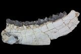 Titanothere (Megacerops) Jaw Section - South Dakota #92707-1